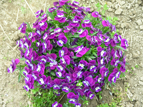 pansy in flower